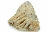 Fossil Columbian Mammoth Molar - Somervell County, Texas #284209-3